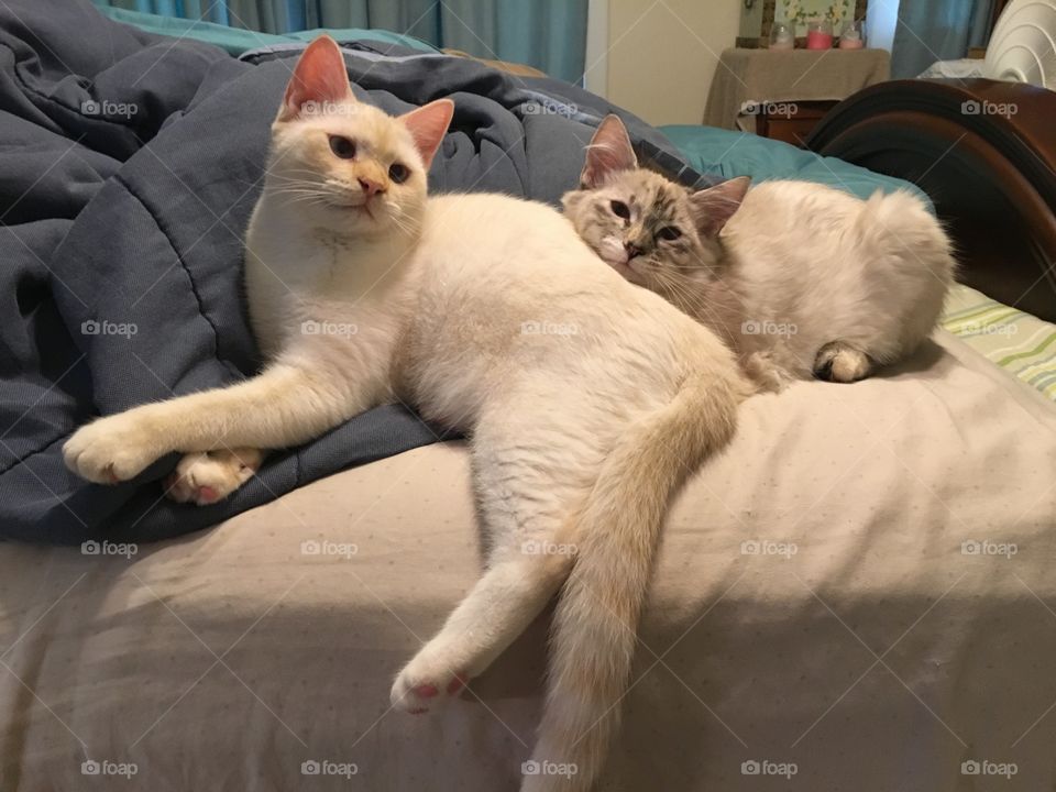Sister cats 