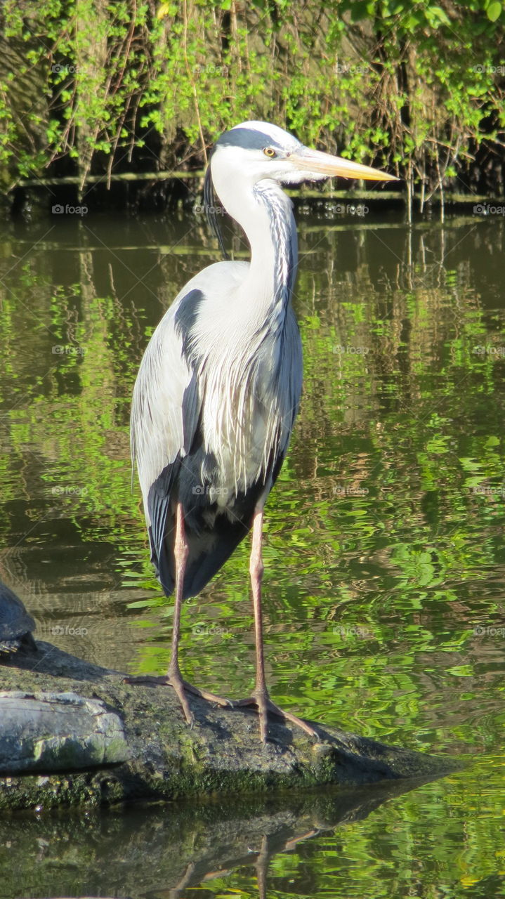 Heron