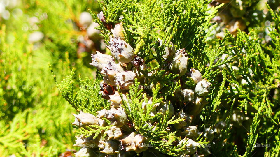 the leaves of the trees