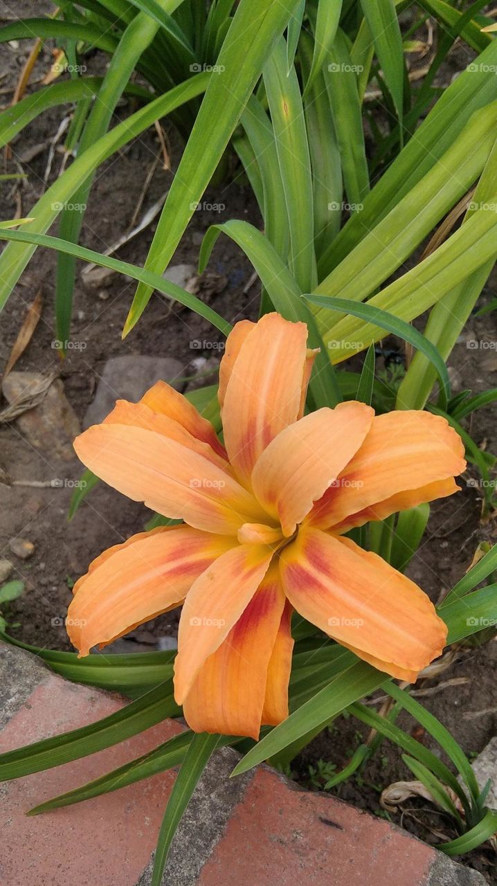 orange flower