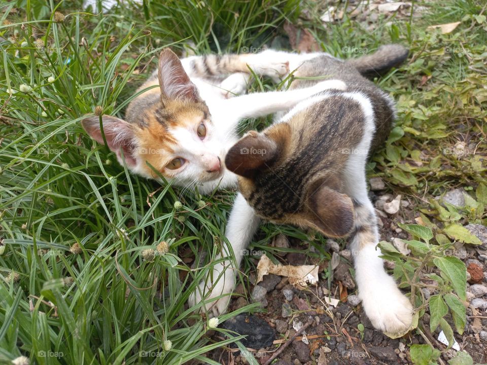 Cute kitten playing in the grass