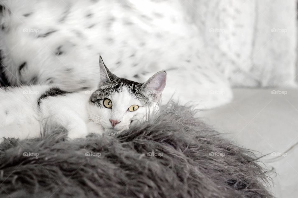 Kitty laying on couch