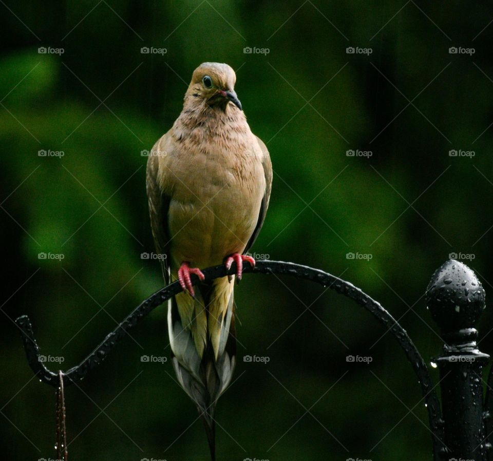 A dove in the rain