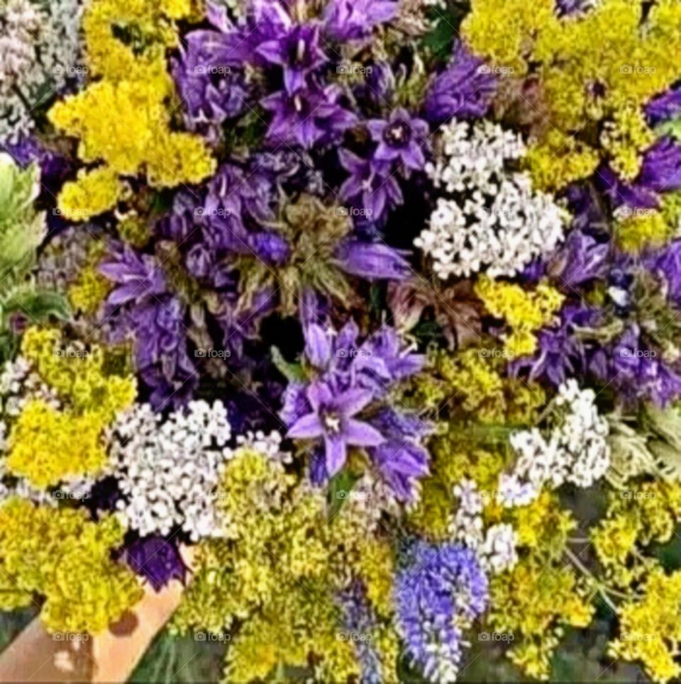 beautiful and attractive flowers in the garden.