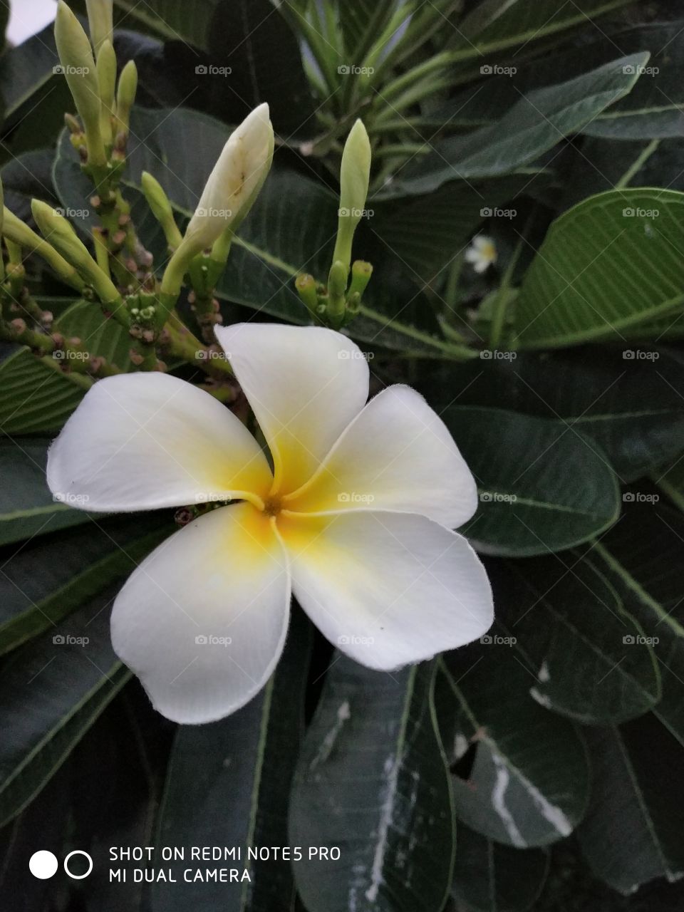 white flower