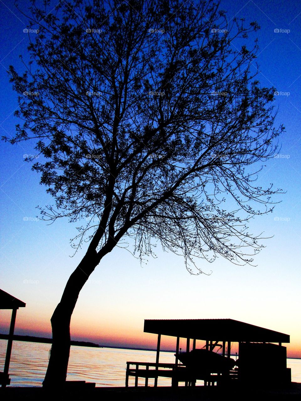 Silhouette of tree at lake lvingston