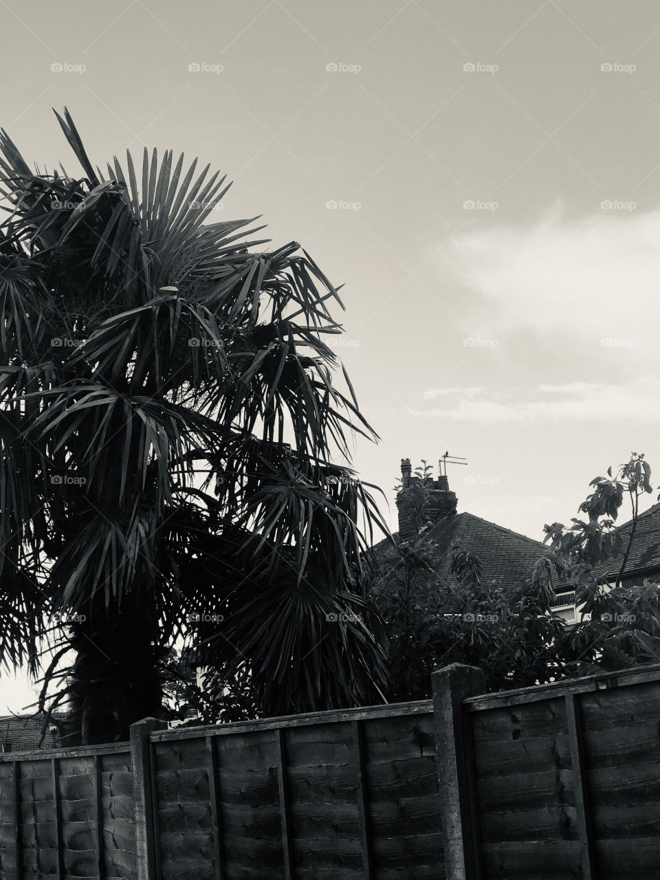 Palm tree black and white 