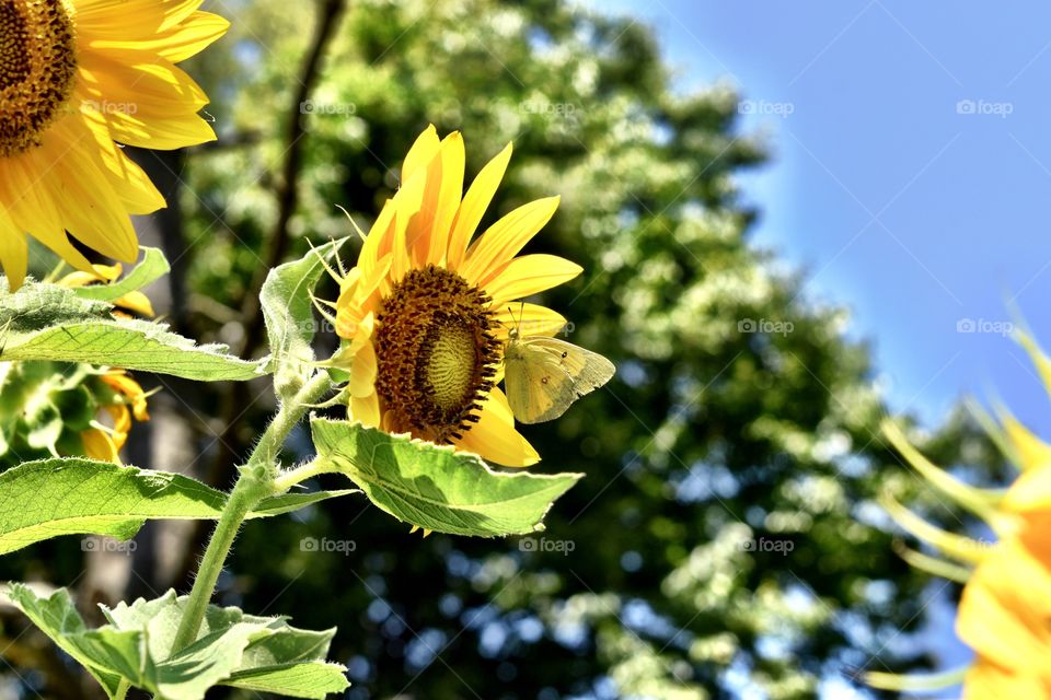 Beautiful butterfly on a sunflower 