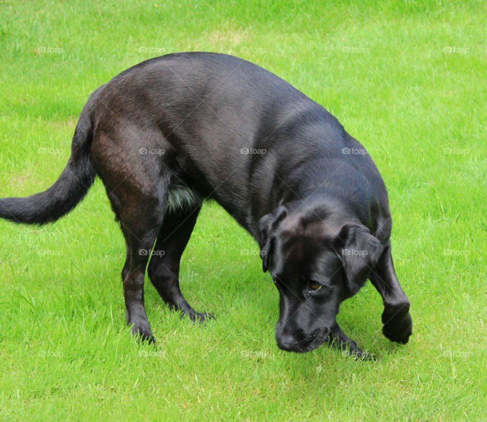 My black Labrador Shadow in the garden 
