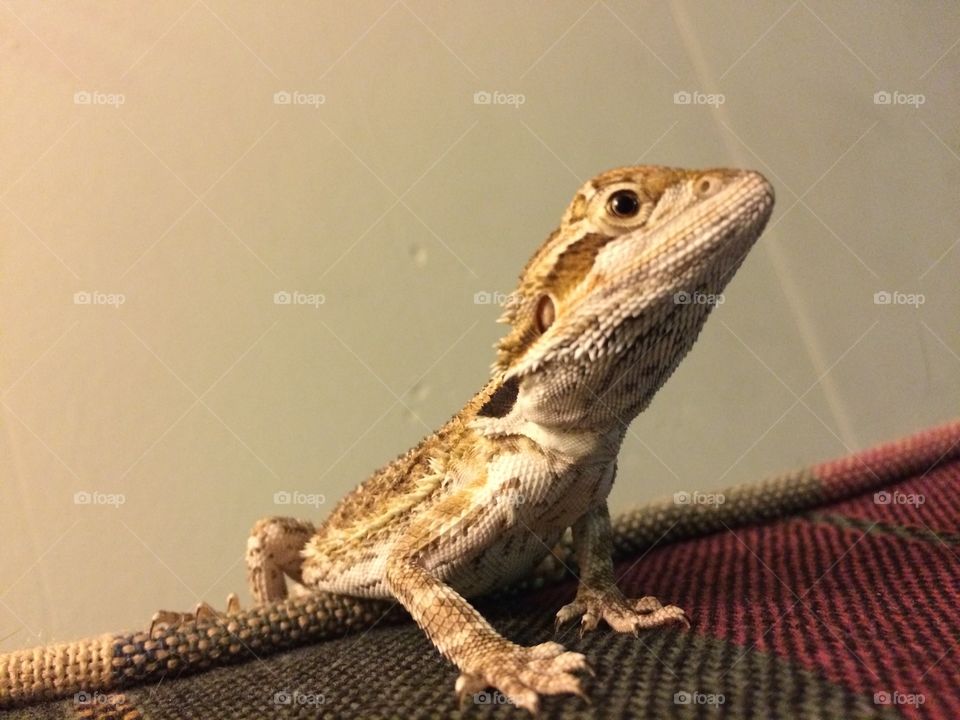 Bearded Dragon on Couch. Smaug the Bearded Dragon, greatest and chiefest of calamities, laying waste to a couch