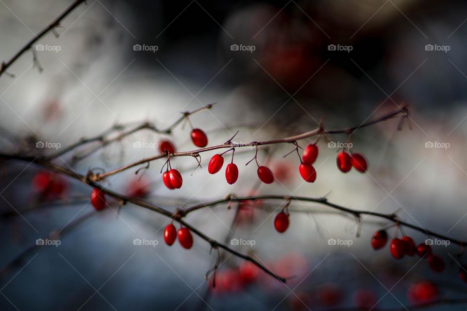 Red berries in winter