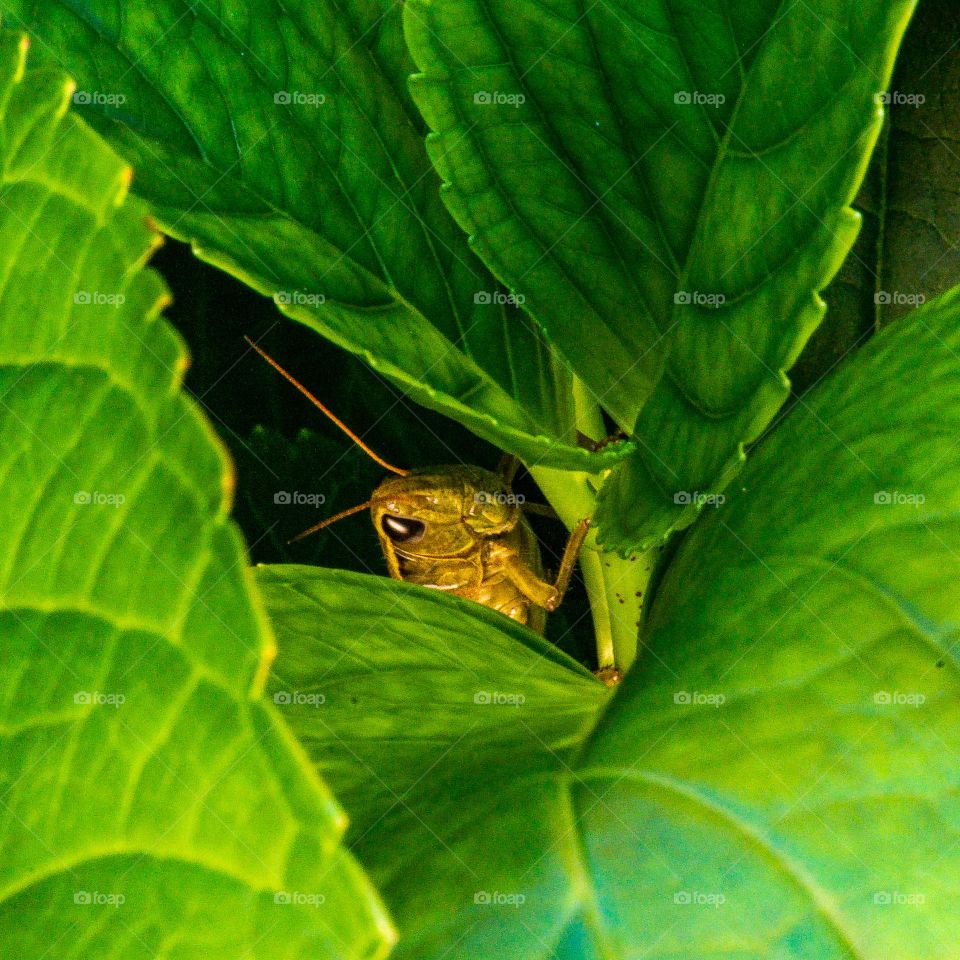 Peeking grasshopper green leaves