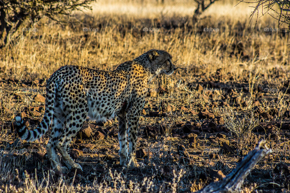 cheetha standing in some shade late afternoon, blending in quite nice