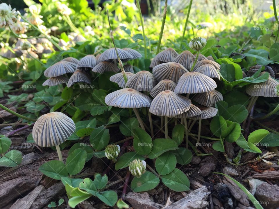 Mushrooms in shadow
