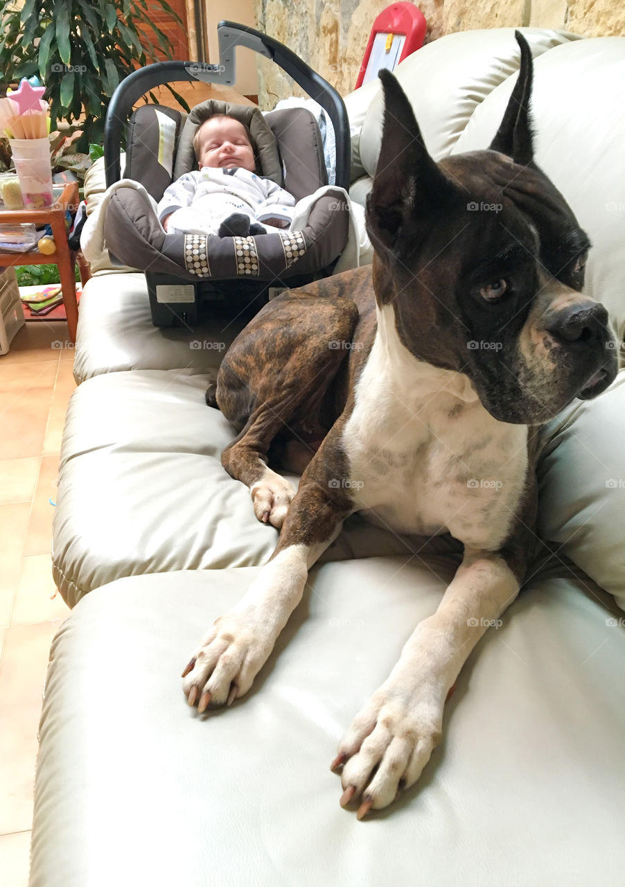 Boy and dog on bed