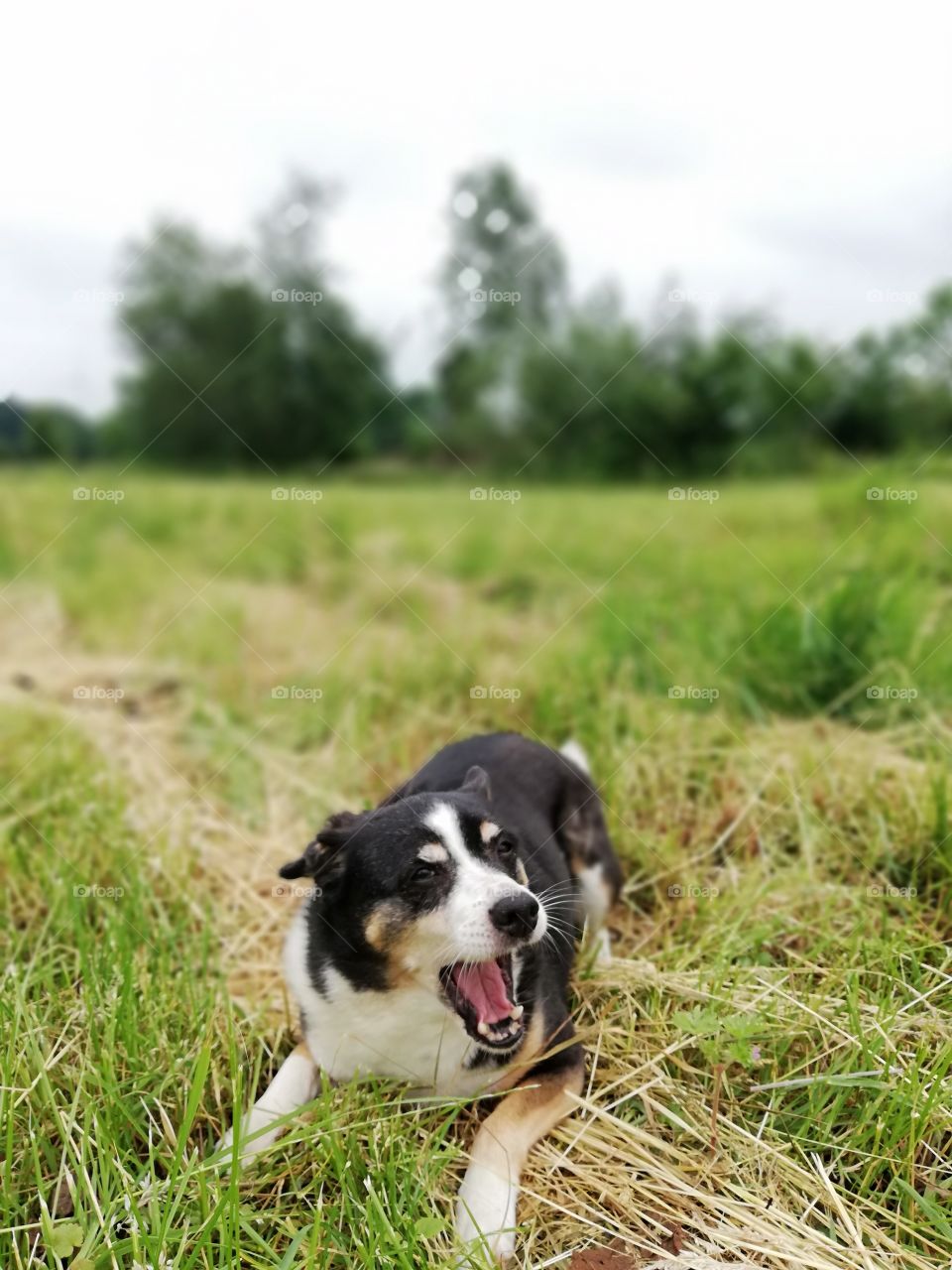 Little dog yawning in a field cute