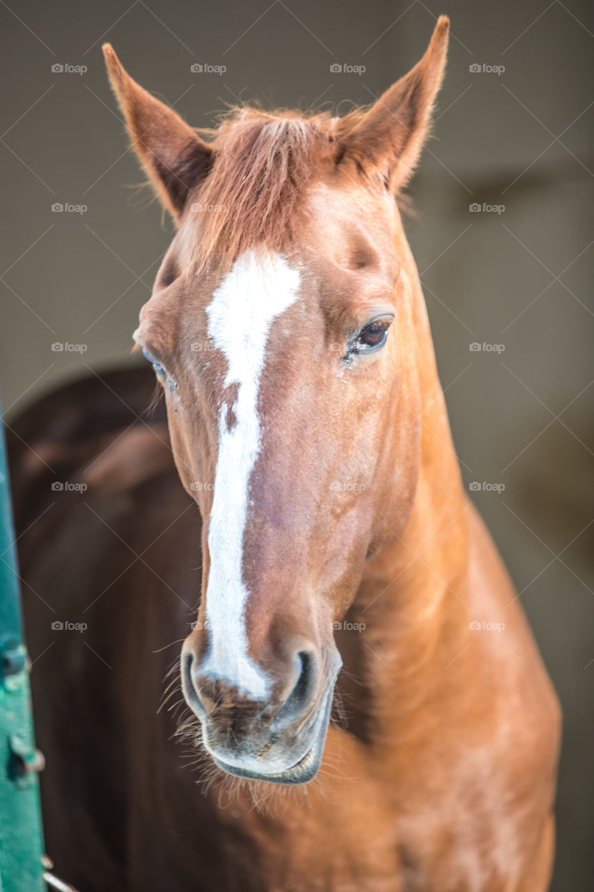 Portrait Of A Brown Horse
