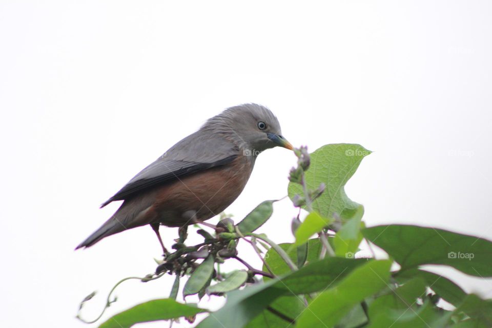 Chestnut tailed starling