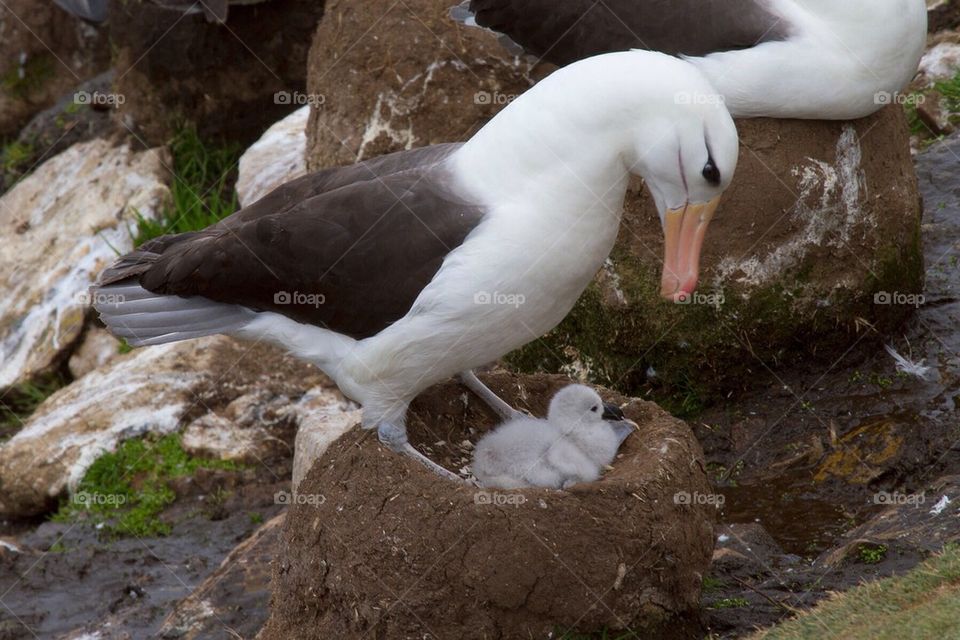 Black browed albatross