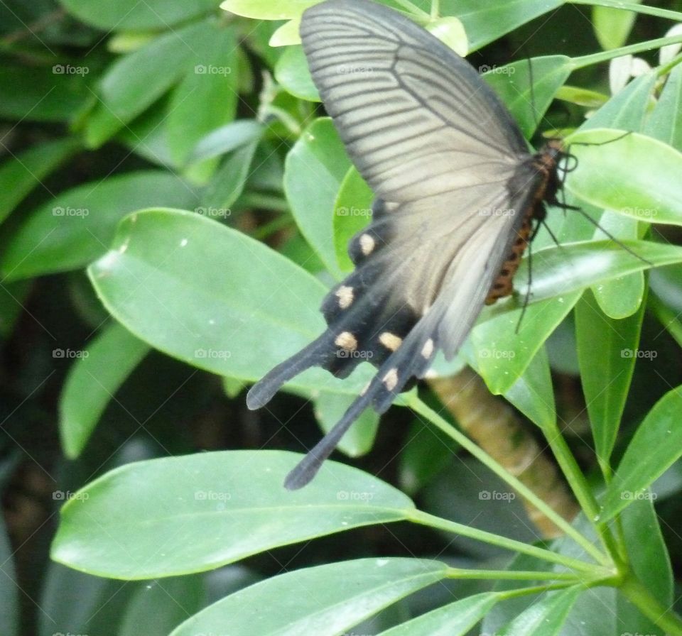 butterfly in Columbia