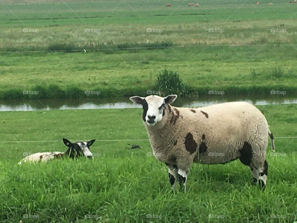 Two beautiful sheep the Netherlands 