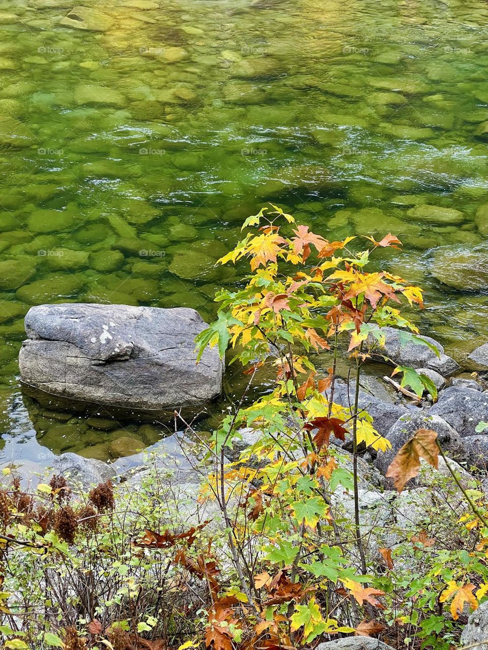 Yellow bush on the river background 