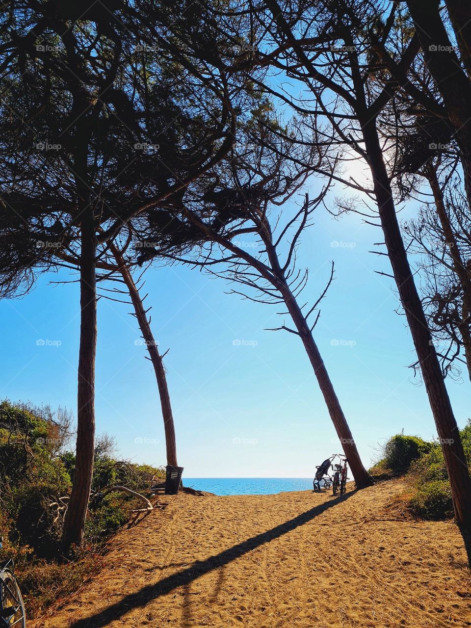 glimpse of the sea in the distance photographed from the cool pine forest of Cecina in Tuscany