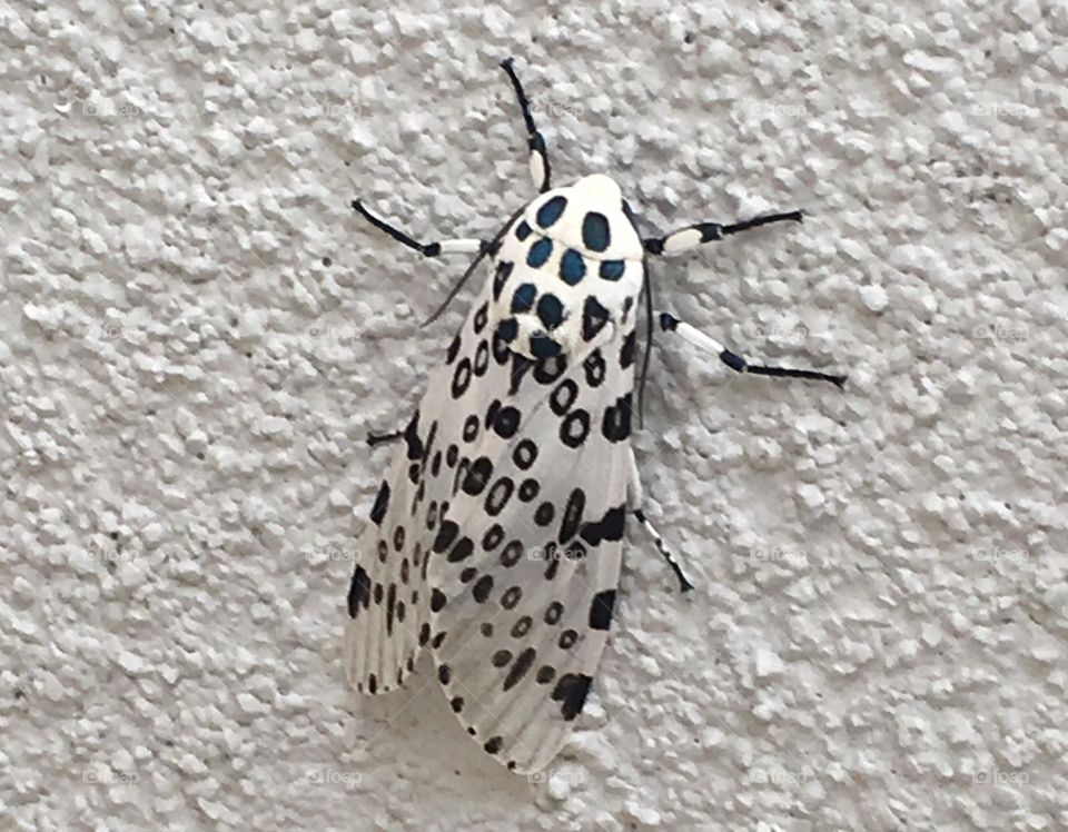 Leopard moth on white wall