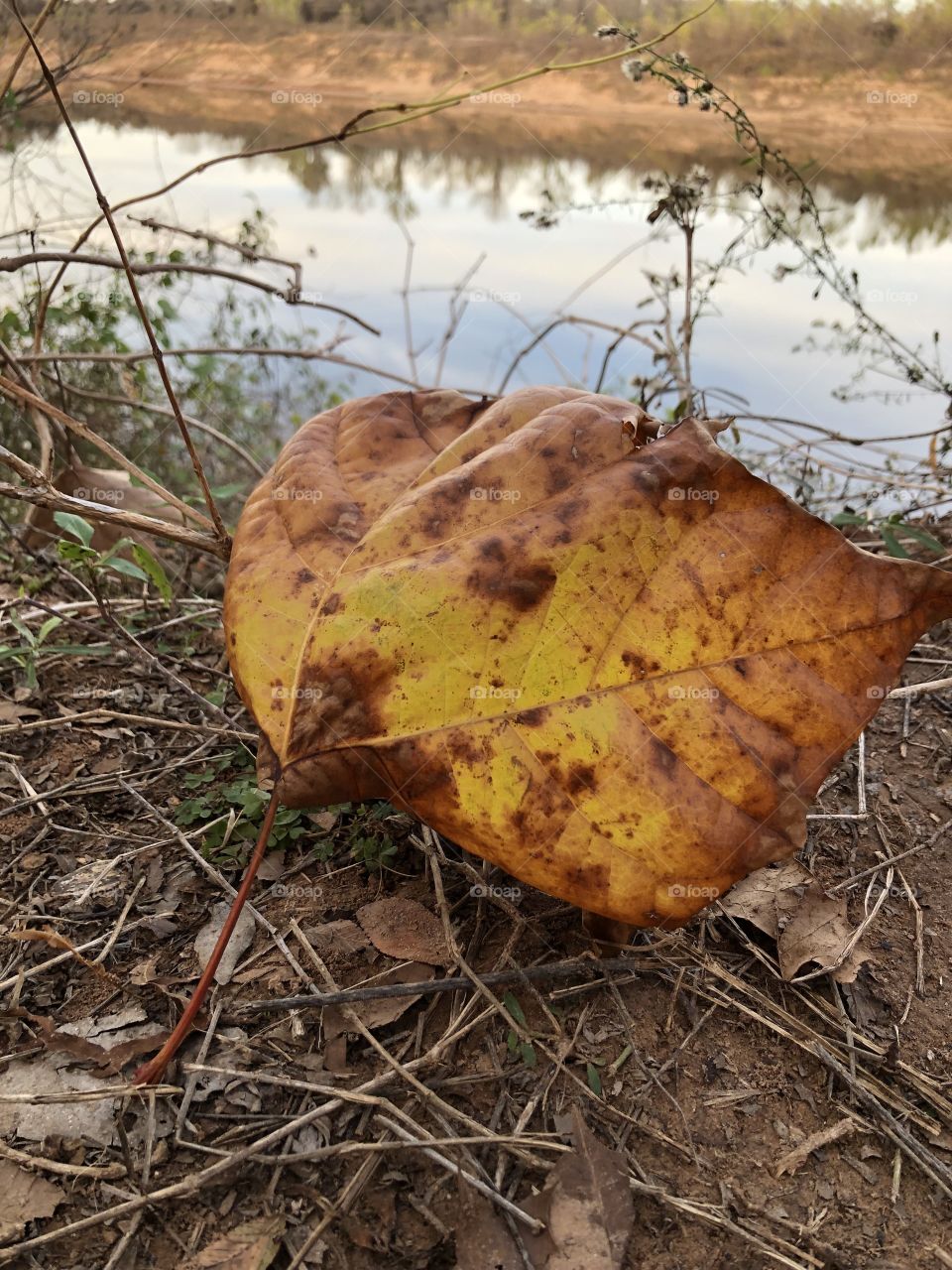 Fall foliage on the Brazos river
