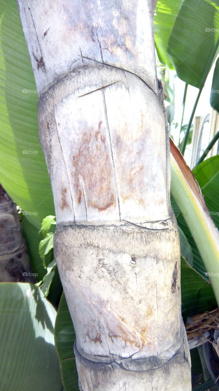 Banana around palm