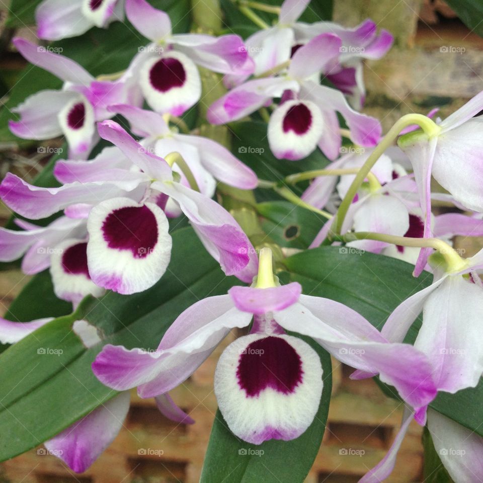 Happy Orchids 