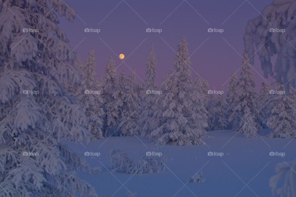 Moon, winter, night, snow, frost, new year, evening, dark, Christmas trees, larches, tundra, walk, burgundy, background, color, north, moonlight night, moonlight evening, moonlight forest, santa claus, holiday,