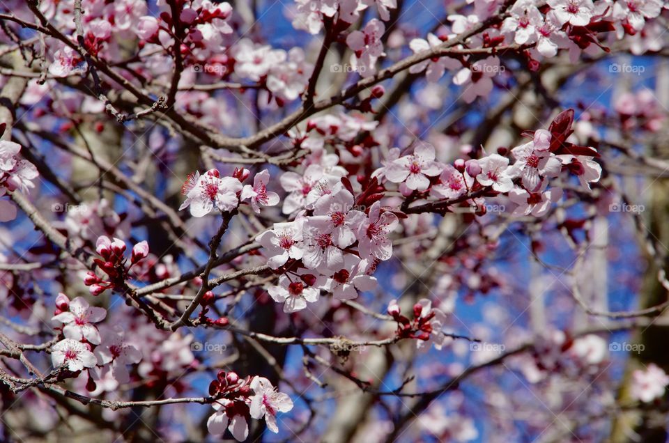 Exterior daylight.  Petaluma, CA, USA.  Closeup.  A riot of cherry blossoms in a blue sky.