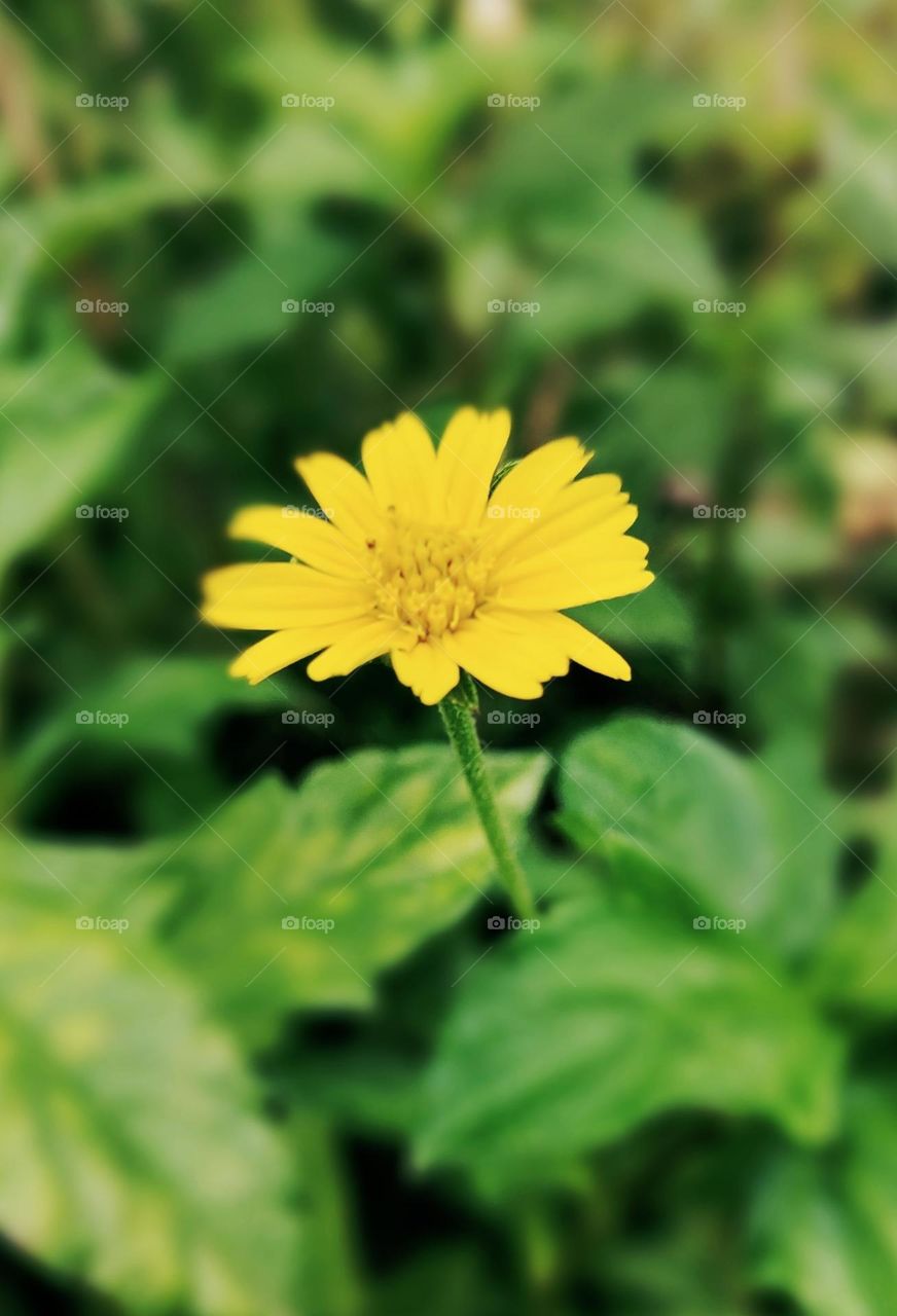 Yellow flower