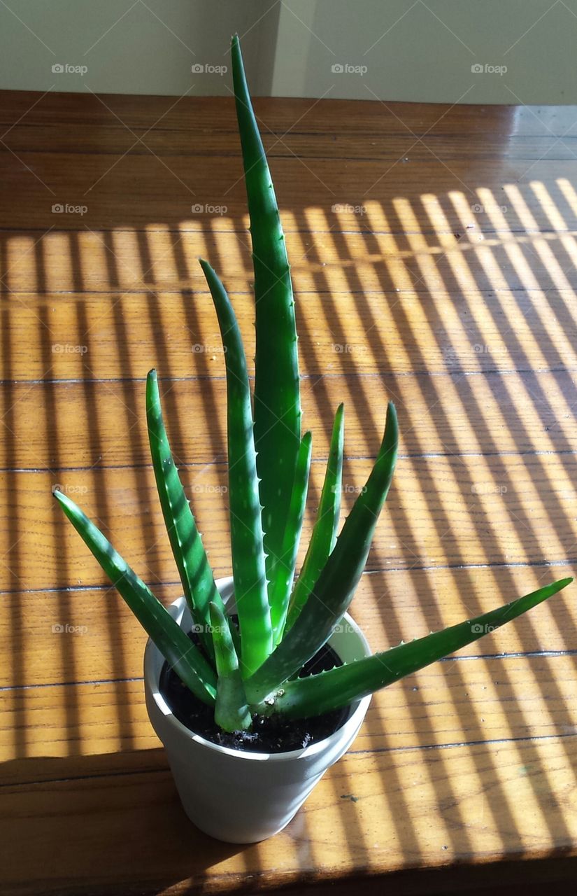 Aloe Plant