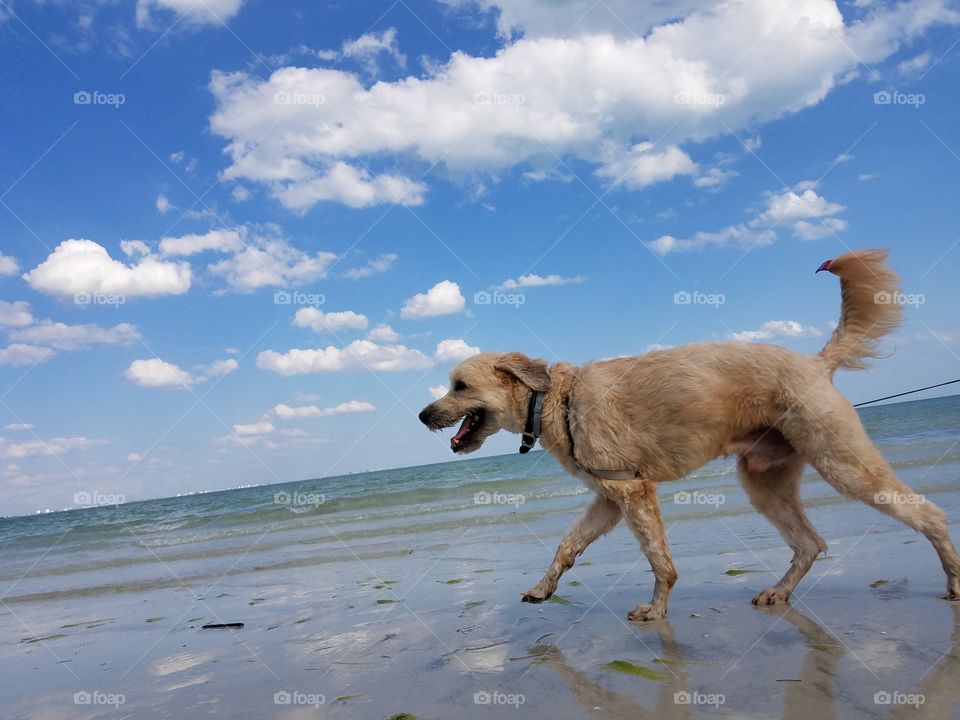 days off with my wheaten ☀🐾