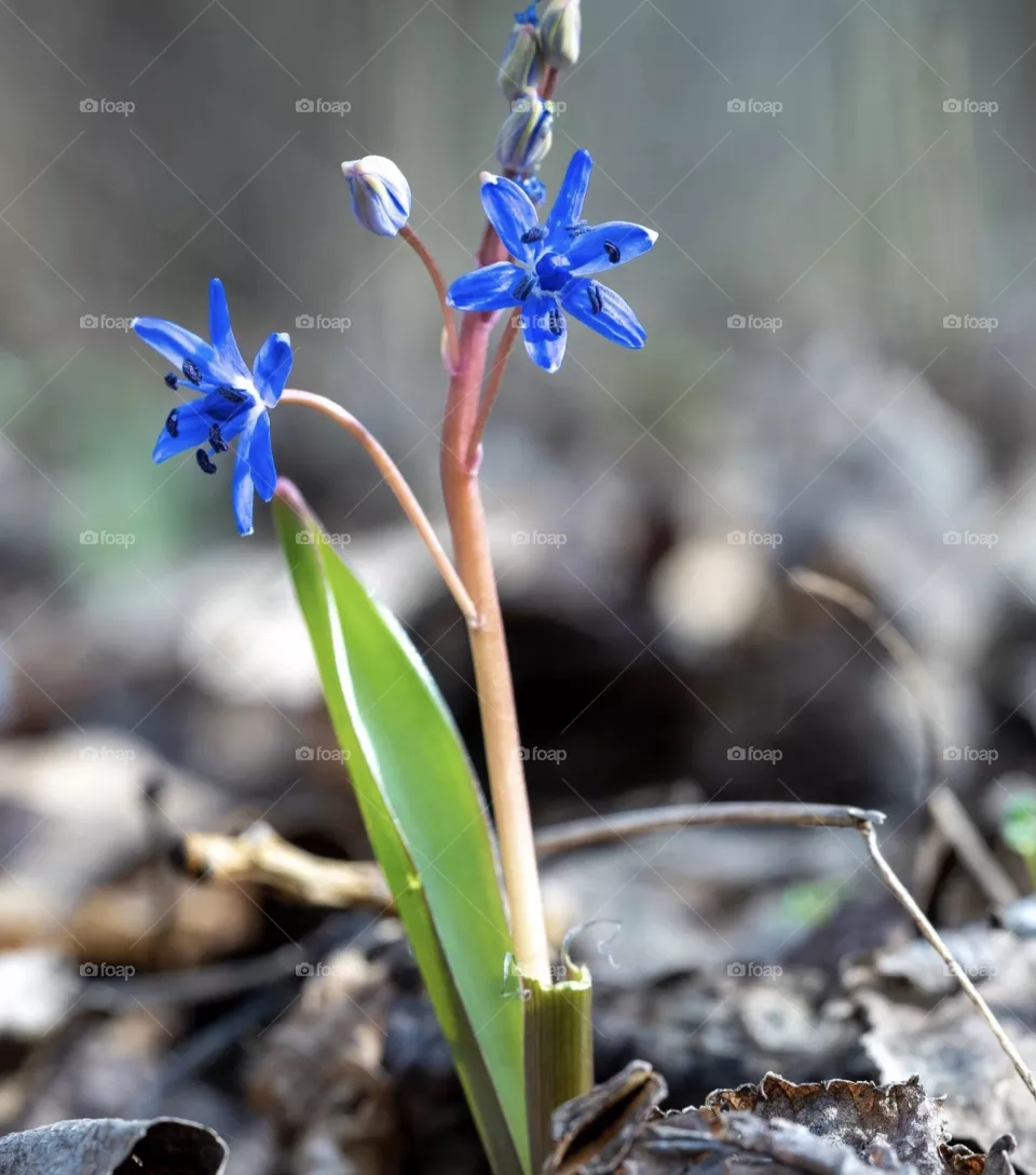 Spring 