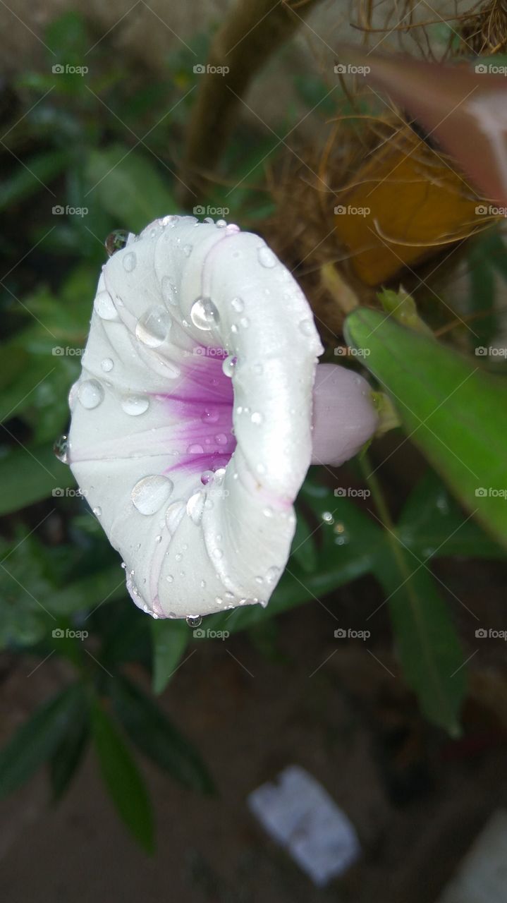 wet flower