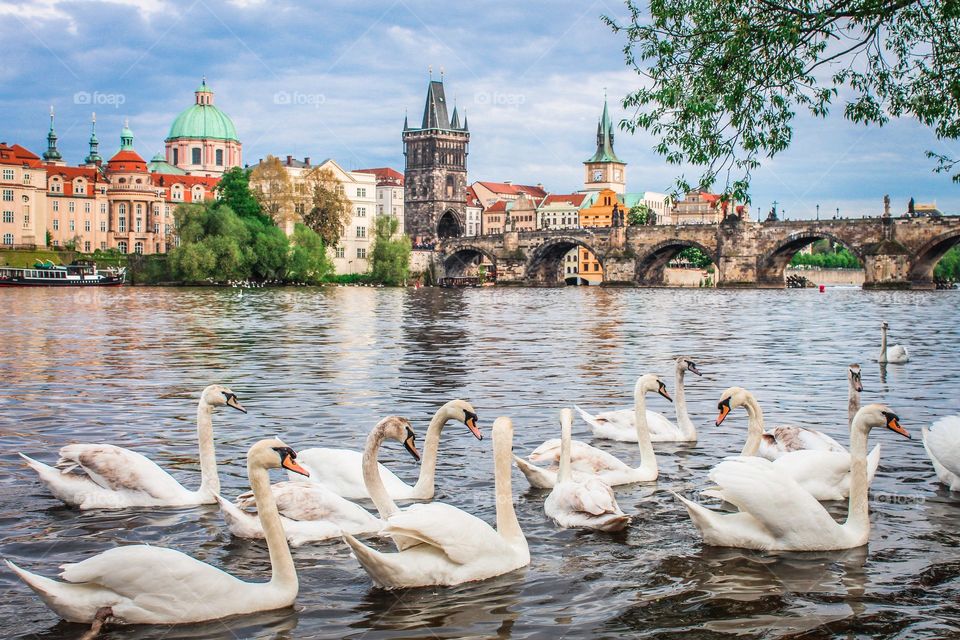 swans in Prague
