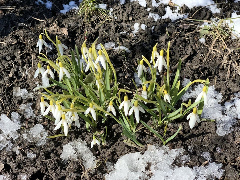 First spring flowers, white snowdrops, plant