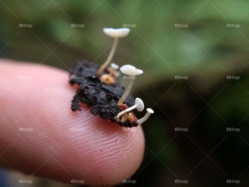 Little mushrooms on my fingertip 
