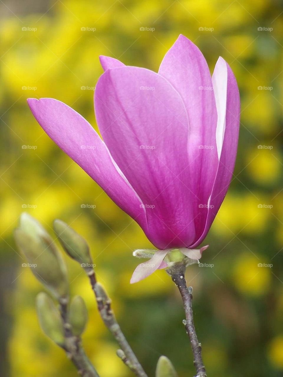 Rose of Sharon