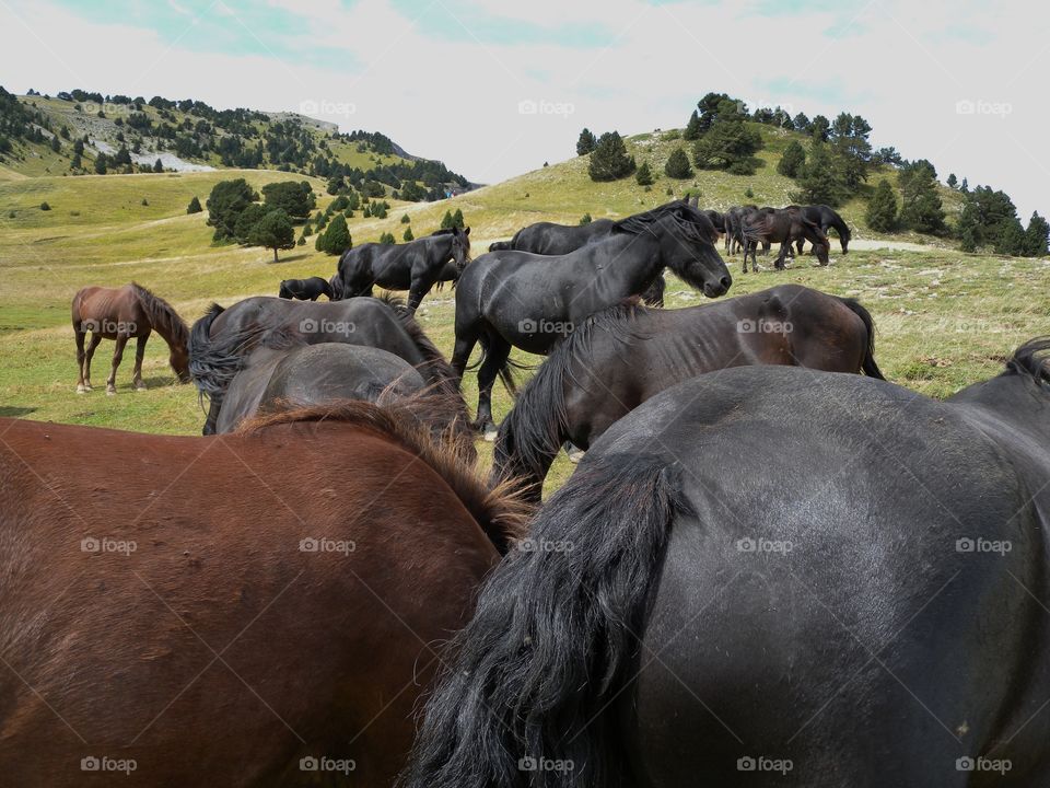 Pferde, Horses
Vercors