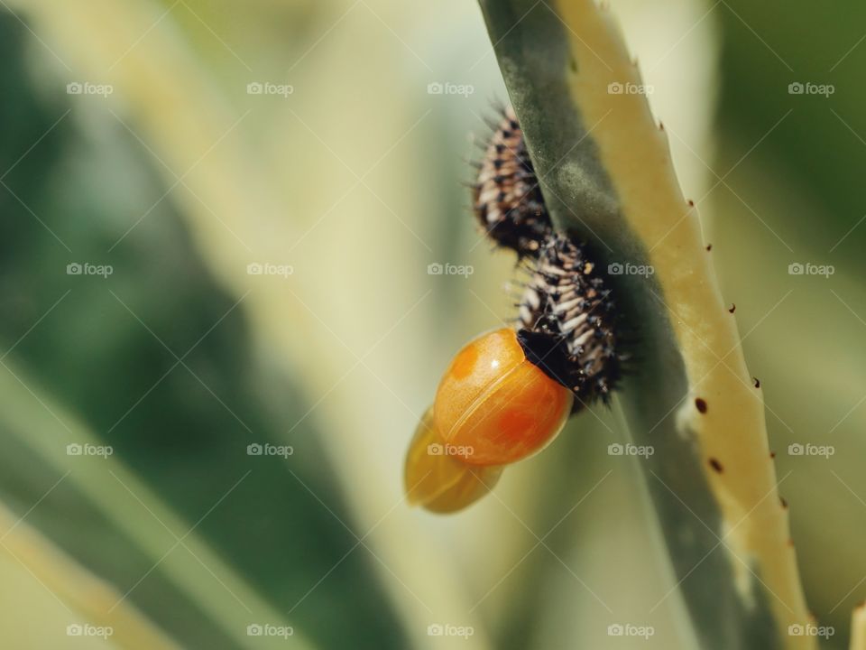 Twicestabbed lady beetle emerging from its pupae