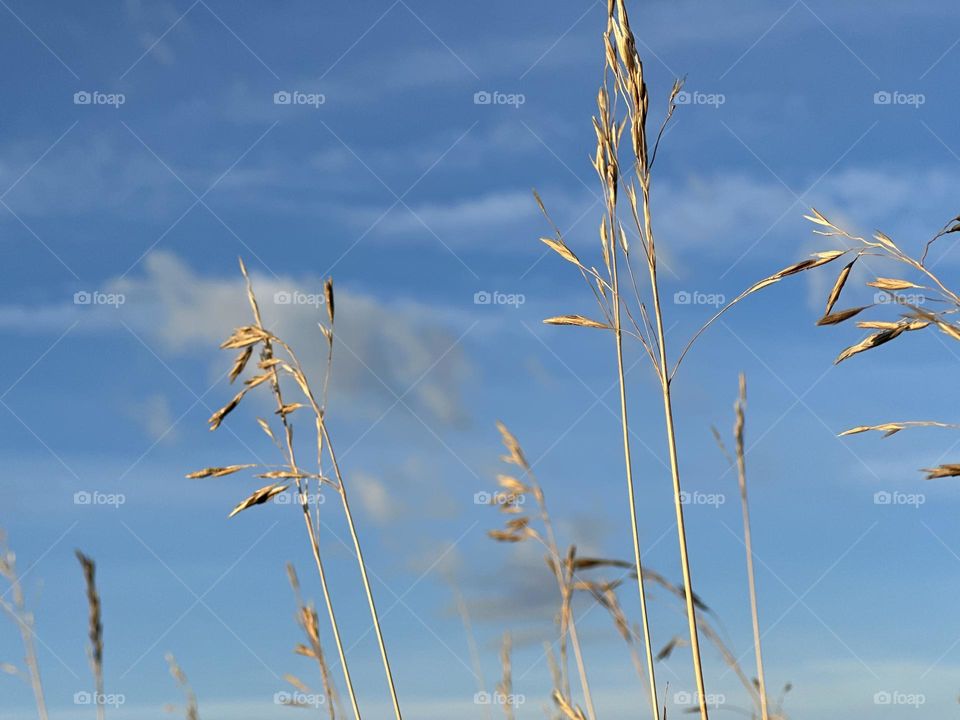 DETAILED WHEAT AGAINST BLUE SKY