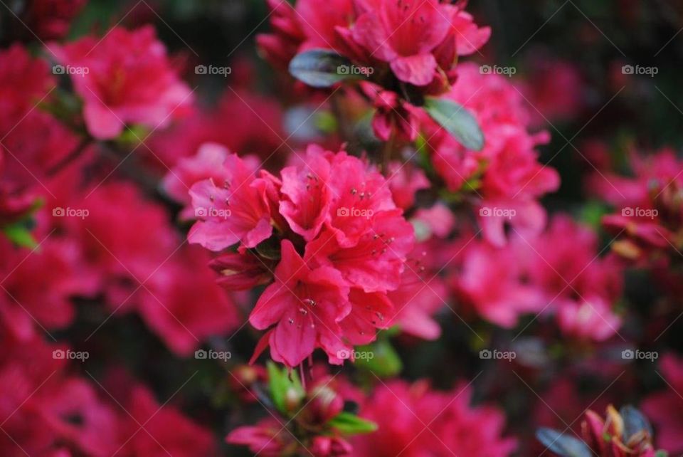 Azalea