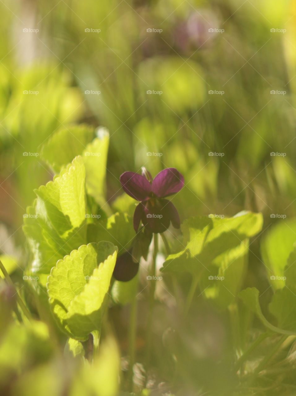 Spring flowers 