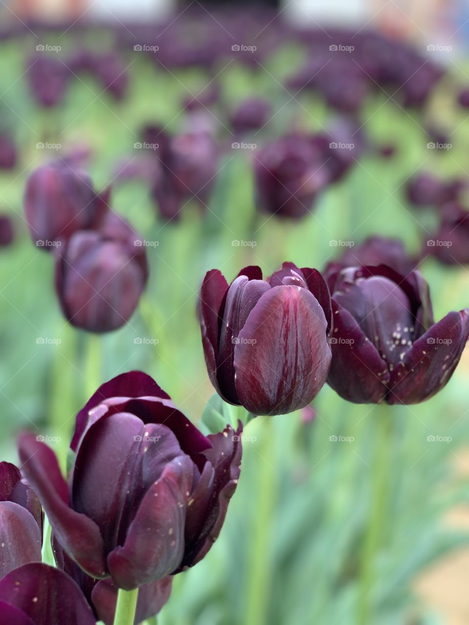 Tulip flower purple garden spring season