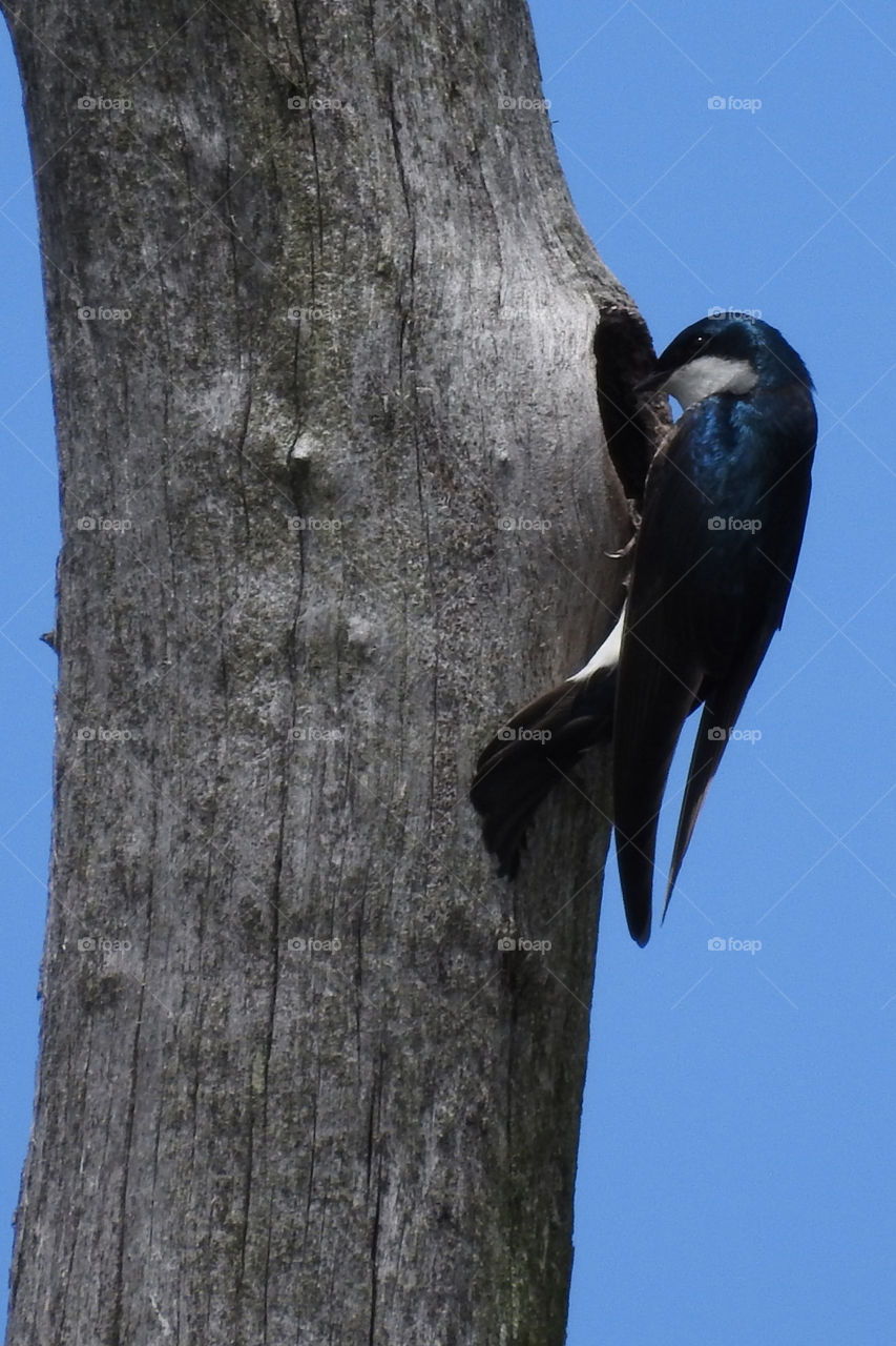 Nesting Tree Swallow