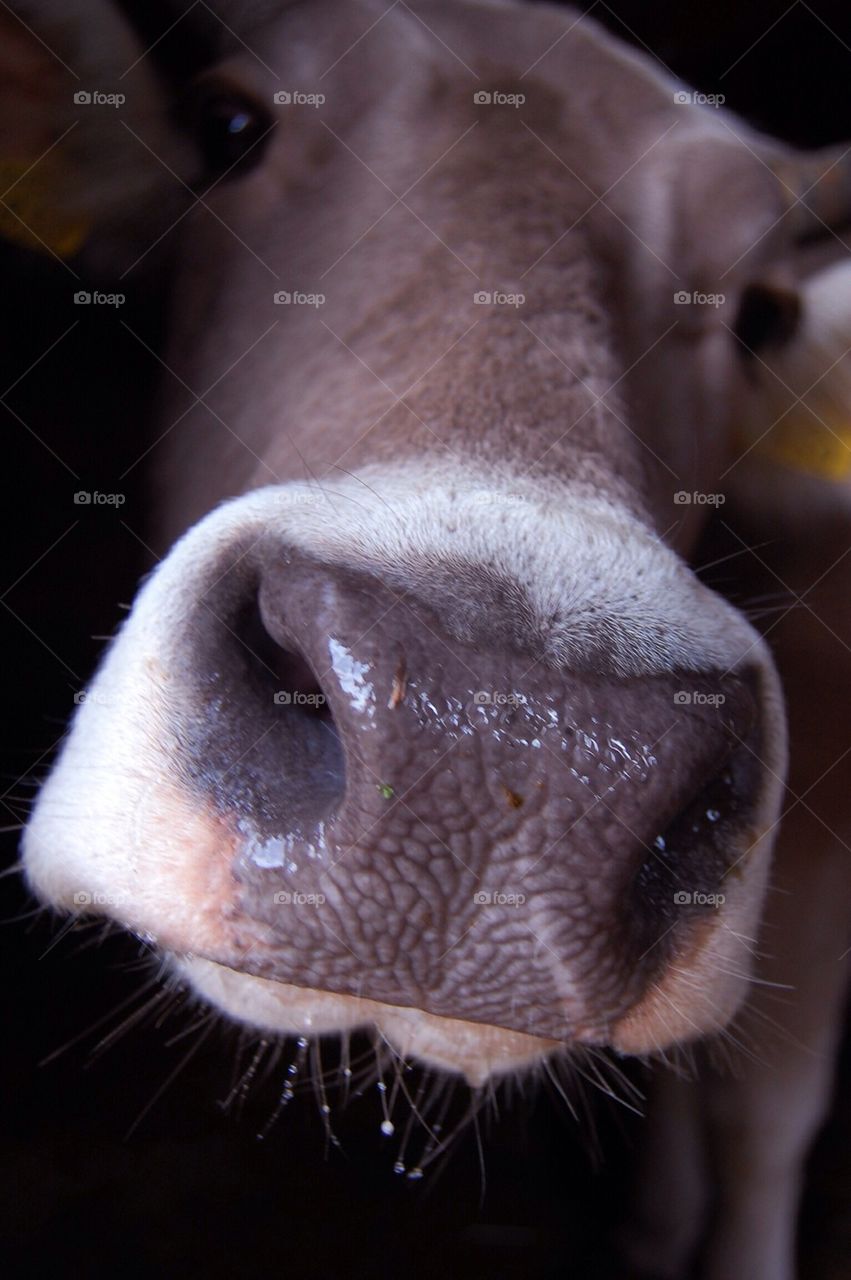 nature closeup animal farm by Petalskull